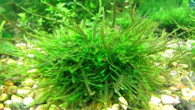 Vesicularia dubyana